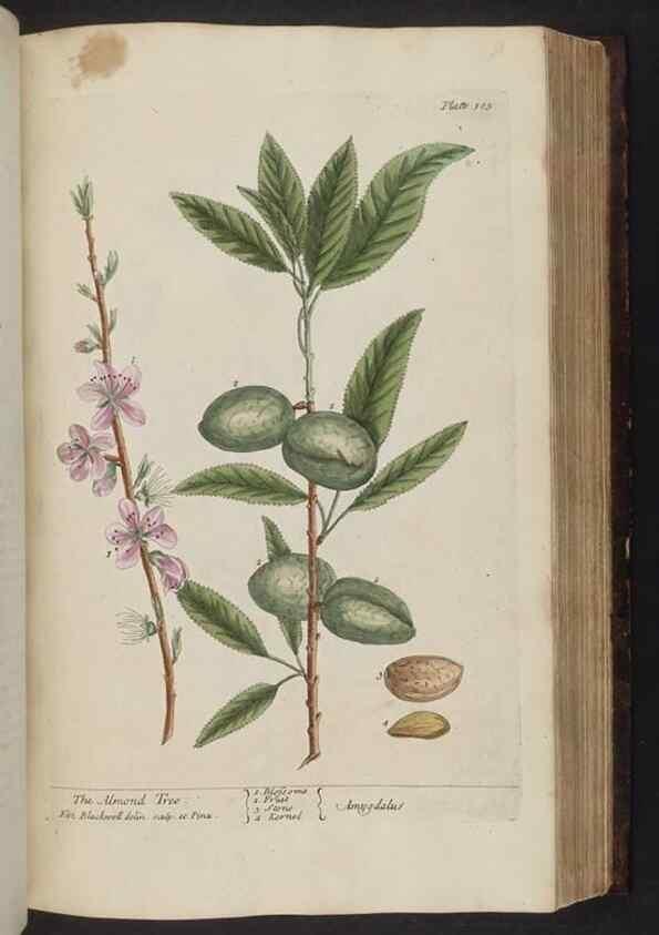 Reproducción/Reproduction 8251724211: A curious herbal. London : Printed for Samuel Harding, 1737-1739.