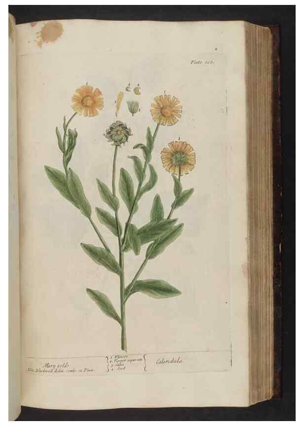 Reproducción/Reproduction 8252795278: A curious herbal. London : Printed for Samuel Harding, 1737-1739.