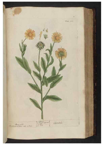 Reproducción/Reproduction 8252795278: A curious herbal. London : Printed for Samuel Harding, 1737-1739.