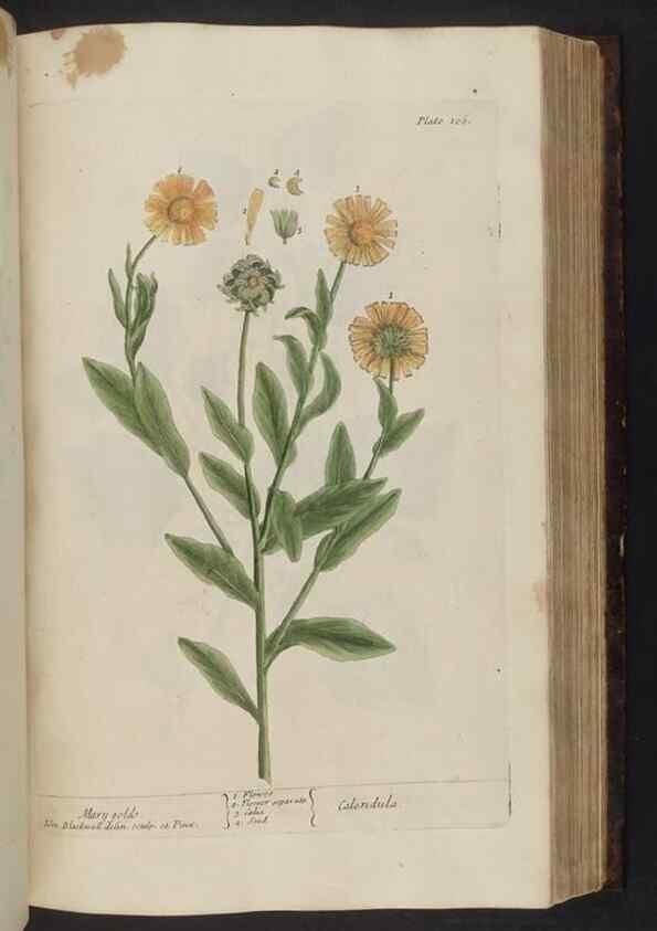Reproducción/Reproduction 8252795278: A curious herbal. London : Printed for Samuel Harding, 1737-1739.