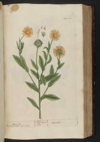 Reproducción/Reproduction 8252795278: A curious herbal. London : Printed for Samuel Harding, 1737-1739.