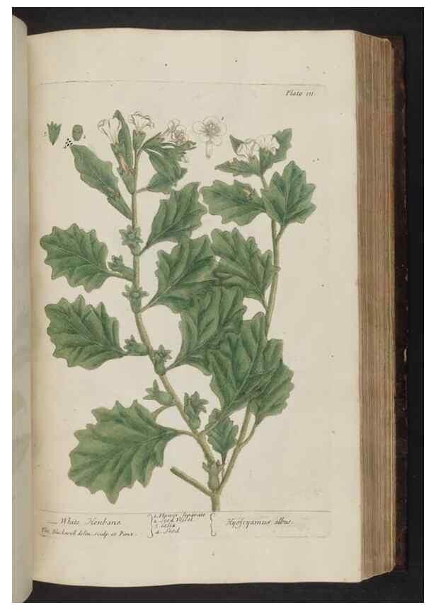 Reproducción/Reproduction 8251725593: A curious herbal. London : Printed for Samuel Harding, 1737-1739.