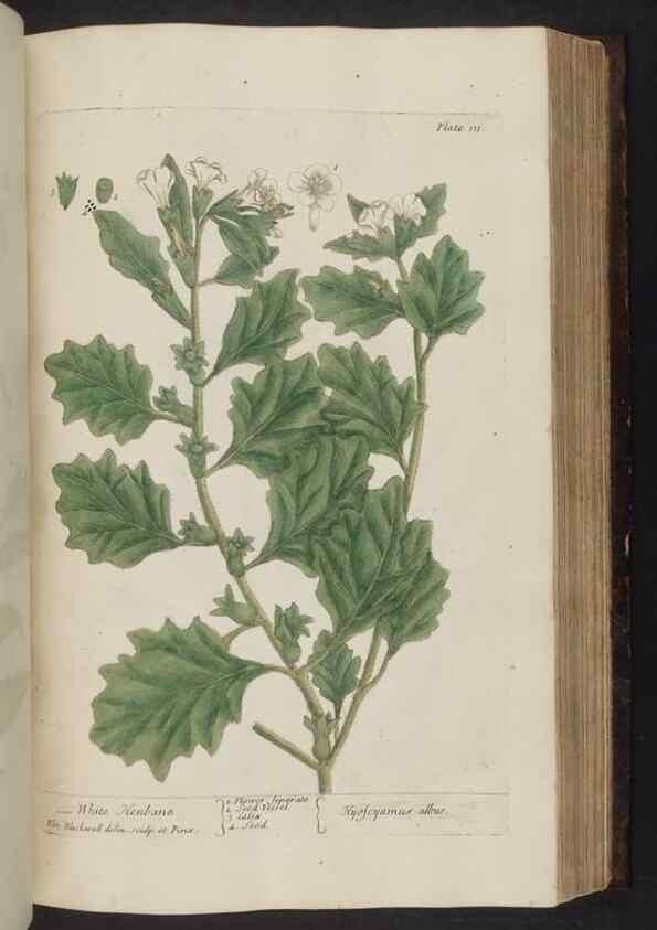 Reproducción/Reproduction 8251725593: A curious herbal. London : Printed for Samuel Harding, 1737-1739.