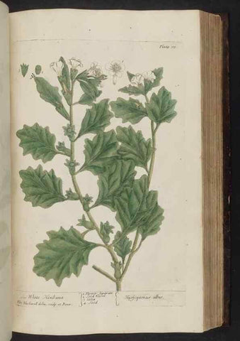Reproducción/Reproduction 8251725593: A curious herbal. London : Printed for Samuel Harding, 1737-1739.