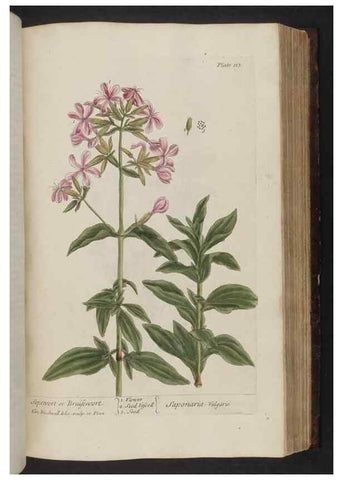 Reproducción/Reproduction 8251726225: A curious herbal. London : Printed for Samuel Harding, 1737-1739.