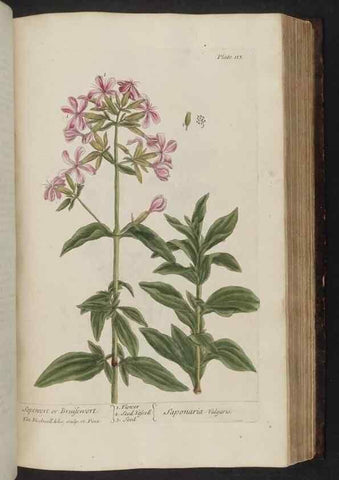 Reproducción/Reproduction 8251726225: A curious herbal. London : Printed for Samuel Harding, 1737-1739.
