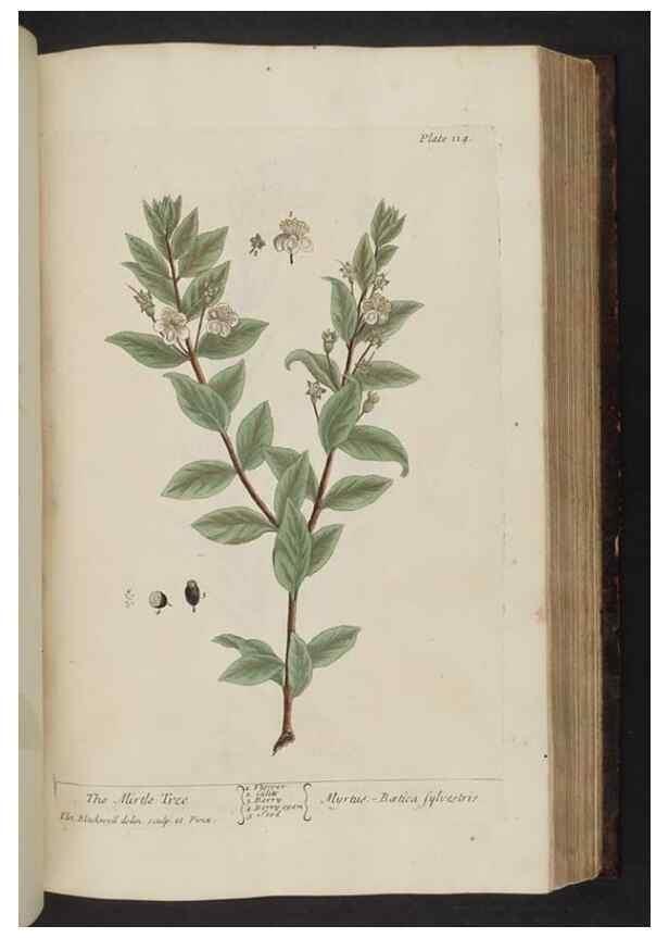 Reproducción/Reproduction 8251726357: A curious herbal. London : Printed for Samuel Harding, 1737-1739.