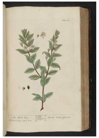 Reproducción/Reproduction 8251726357: A curious herbal. London : Printed for Samuel Harding, 1737-1739.