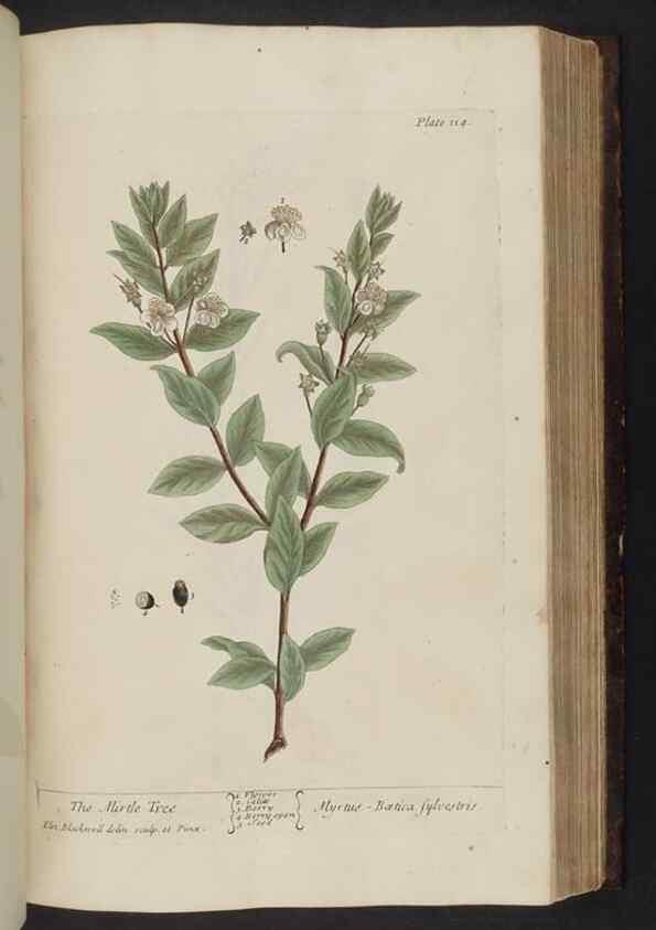 Reproducción/Reproduction 8251726357: A curious herbal. London : Printed for Samuel Harding, 1737-1739.