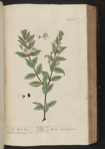 Reproducción/Reproduction 8251726357: A curious herbal. London : Printed for Samuel Harding, 1737-1739.