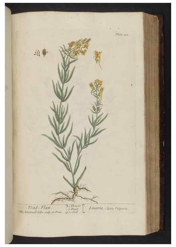Reproducción/Reproduction 8252797300: A curious herbal. London : Printed for Samuel Harding, 1737-1739.