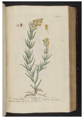 Reproducción/Reproduction 8252797300: A curious herbal. London : Printed for Samuel Harding, 1737-1739.