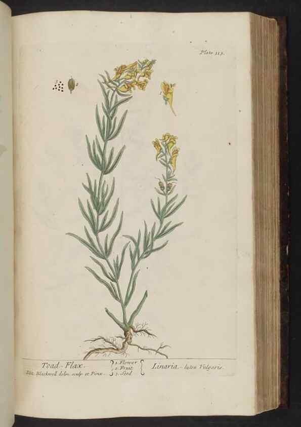 Reproducción/Reproduction 8252797300: A curious herbal. London : Printed for Samuel Harding, 1737-1739.