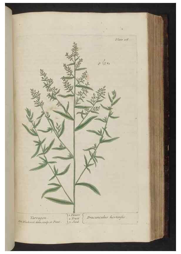 Reproducción/Reproduction 8252797546: A curious herbal. London : Printed for Samuel Harding, 1737-1739.