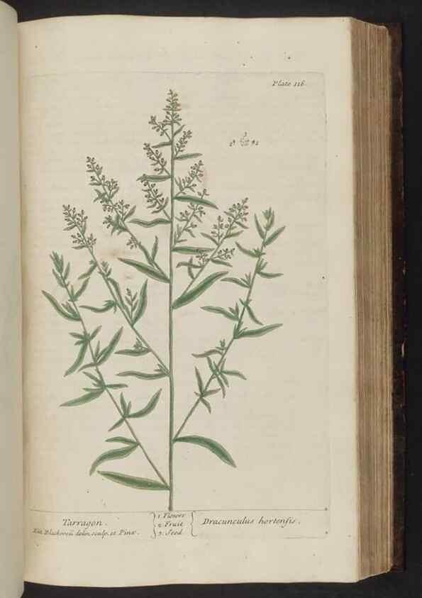 Reproducción/Reproduction 8252797546: A curious herbal. London : Printed for Samuel Harding, 1737-1739.