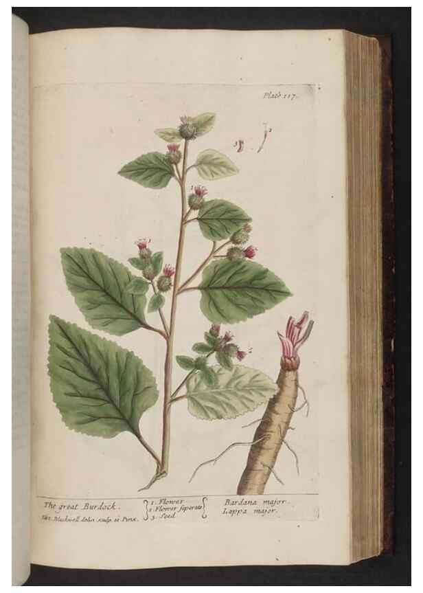 Reproducción/Reproduction 8252797768: A curious herbal. London : Printed for Samuel Harding, 1737-1739.