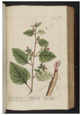 Reproducción/Reproduction 8252797768: A curious herbal. London : Printed for Samuel Harding, 1737-1739.