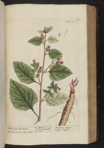 Reproducción/Reproduction 8252797768: A curious herbal. London : Printed for Samuel Harding, 1737-1739.