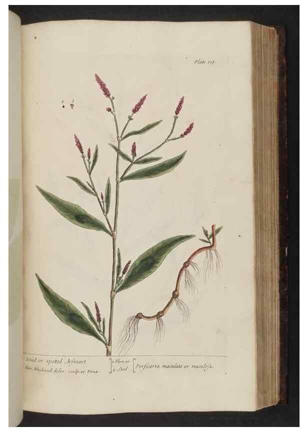 Reproducción/Reproduction 8252797908: A curious herbal. London : Printed for Samuel Harding, 1737-1739.