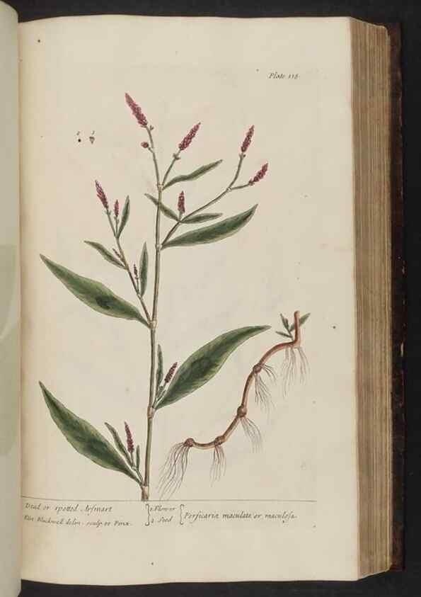 Reproducción/Reproduction 8252797908: A curious herbal. London : Printed for Samuel Harding, 1737-1739.