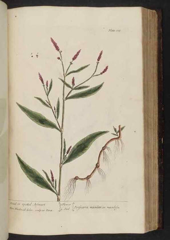 Reproducción/Reproduction 8252797908: A curious herbal. London : Printed for Samuel Harding, 1737-1739.