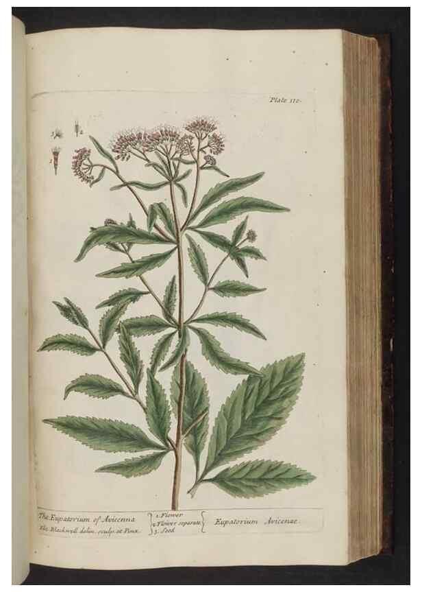 Reproducción/Reproduction 8252796216: A curious herbal. London : Printed for Samuel Harding, 1737-1739.
