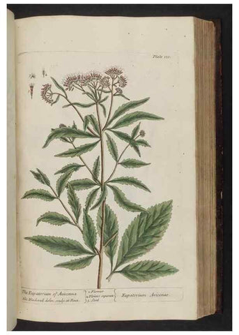 Reproducción/Reproduction 8252796216: A curious herbal. London : Printed for Samuel Harding, 1737-1739.