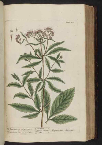 Reproducción/Reproduction 8252796216: A curious herbal. London : Printed for Samuel Harding, 1737-1739.