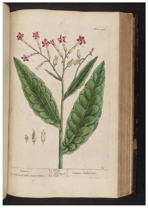 Reproducción/Reproduction 8251733221: A curious herbal. London : Printed for Samuel Harding, 1737-1739.