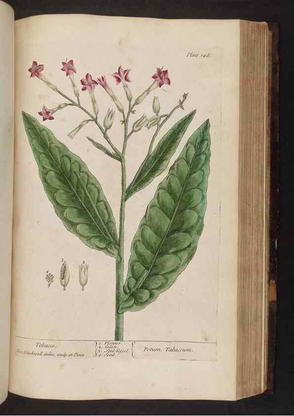 Reproducción/Reproduction 8251733221: A curious herbal. London : Printed for Samuel Harding, 1737-1739.