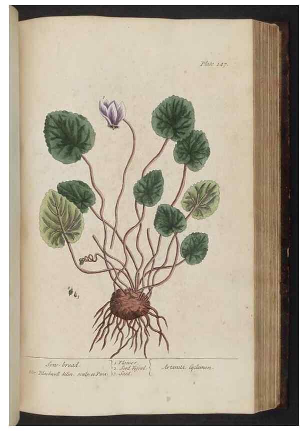 Reproducción/Reproduction 8251733545: A curious herbal. London : Printed for Samuel Harding, 1737-1739.
