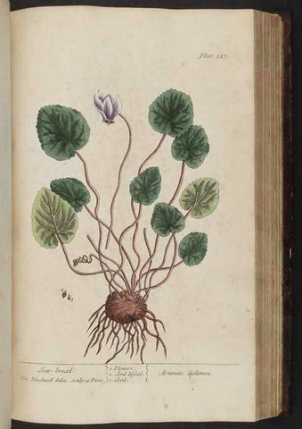 Reproducción/Reproduction 8251733545: A curious herbal. London : Printed for Samuel Harding, 1737-1739.