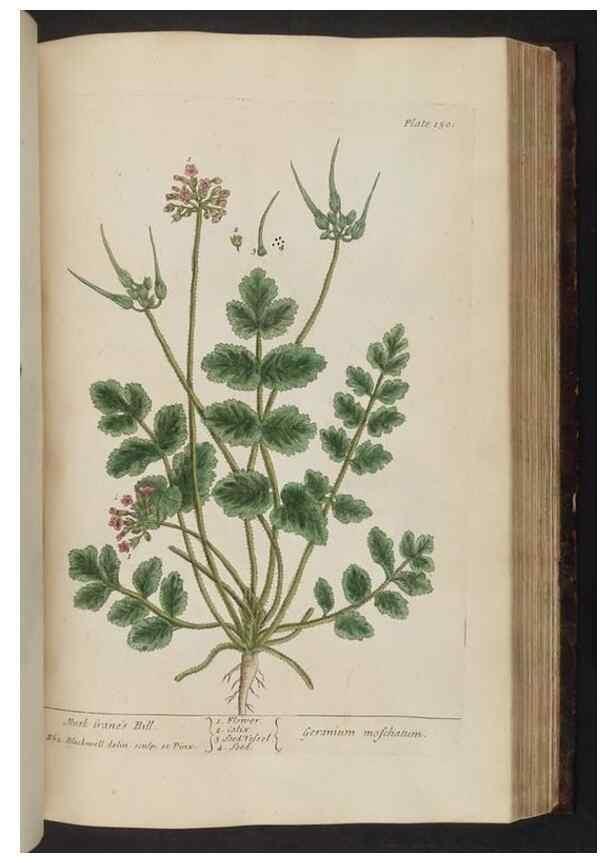 Reproducción/Reproduction 8251734165: A curious herbal. London : Printed for Samuel Harding, 1737-1739.