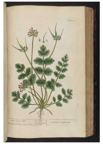Reproducción/Reproduction 8251734165: A curious herbal. London : Printed for Samuel Harding, 1737-1739.