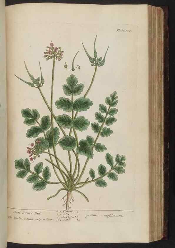 Reproducción/Reproduction 8251734165: A curious herbal. London : Printed for Samuel Harding, 1737-1739.
