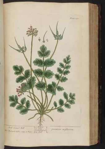 Reproducción/Reproduction 8251734165: A curious herbal. London : Printed for Samuel Harding, 1737-1739.