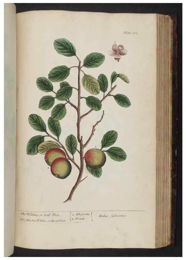Reproducción/Reproduction 8251740379: A curious herbal. London : Printed for Samuel Harding, 1737-1739.