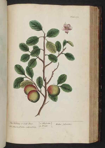 Reproducción/Reproduction 8251740379: A curious herbal. London : Printed for Samuel Harding, 1737-1739.