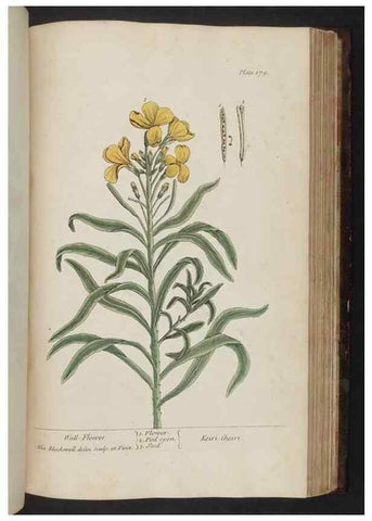 Reproducción/Reproduction 8252810922: A curious herbal. London : Printed for Samuel Harding, 1737-1739.
