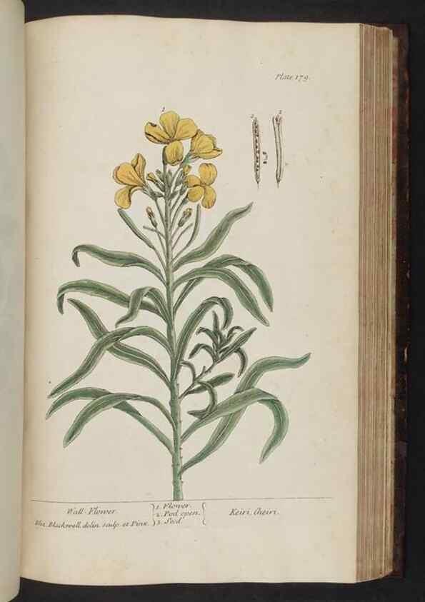Reproducción/Reproduction 8252810922: A curious herbal. London : Printed for Samuel Harding, 1737-1739.