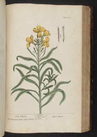 Reproducción/Reproduction 8252810922: A curious herbal. London : Printed for Samuel Harding, 1737-1739.