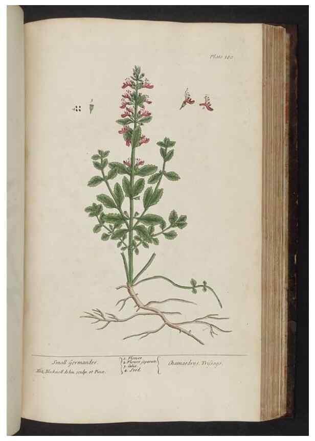 Reproducción/Reproduction 8252811048: A curious herbal. London : Printed for Samuel Harding, 1737-1739.