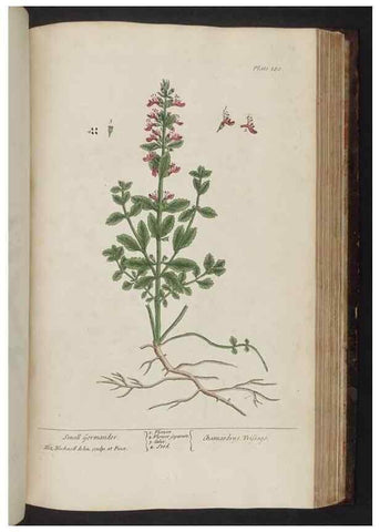 Reproducción/Reproduction 8252811048: A curious herbal. London : Printed for Samuel Harding, 1737-1739.