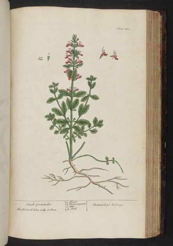 Reproducción/Reproduction 8252811048: A curious herbal. London : Printed for Samuel Harding, 1737-1739.