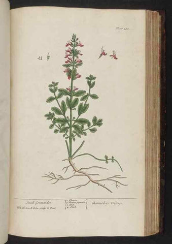 Reproducción/Reproduction 8252811048: A curious herbal. London : Printed for Samuel Harding, 1737-1739.