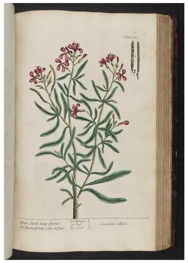 Reproducción/Reproduction 8251740977: A curious herbal. London : Printed for Samuel Harding, 1737-1739.