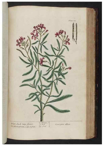 Reproducción/Reproduction 8251740977: A curious herbal. London : Printed for Samuel Harding, 1737-1739.
