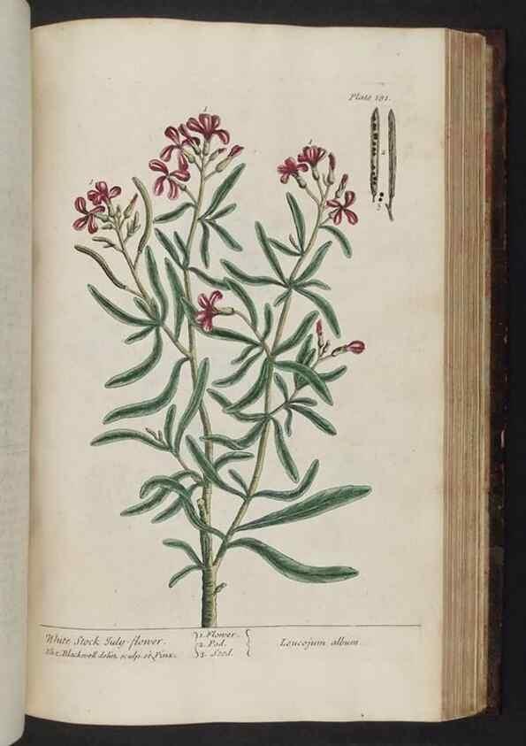 Reproducción/Reproduction 8251740977: A curious herbal. London : Printed for Samuel Harding, 1737-1739.