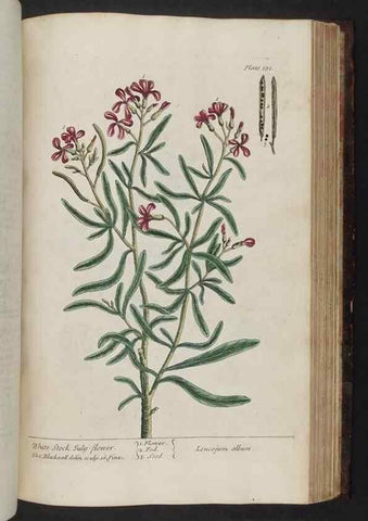 Reproducción/Reproduction 8251740977: A curious herbal. London : Printed for Samuel Harding, 1737-1739.