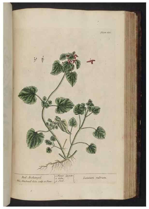 Reproducción/Reproduction 8251741243: A curious herbal. London : Printed for Samuel Harding, 1737-1739.